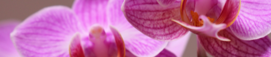 Orchidee paars