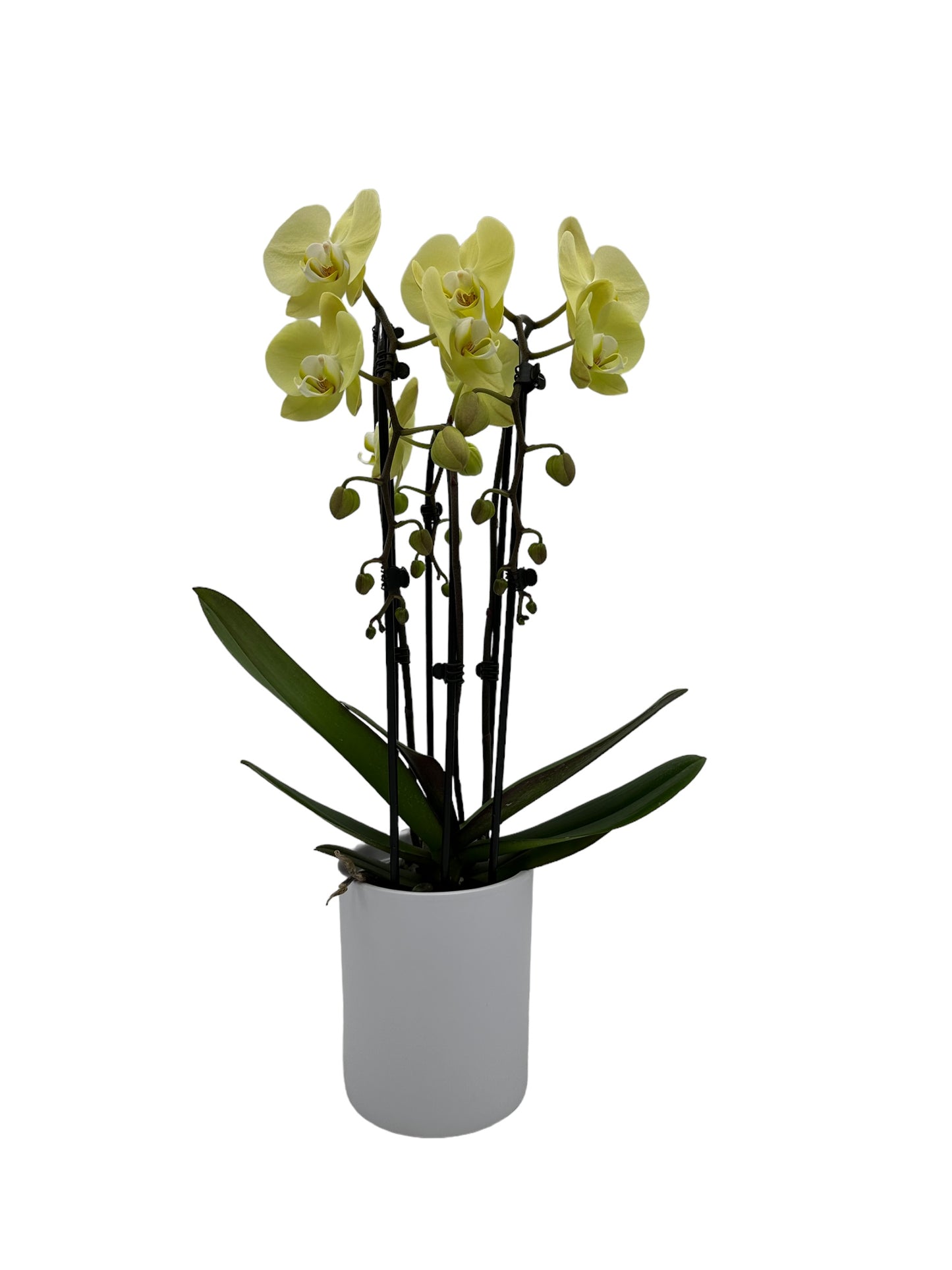 Waterval Mondriaan - Ø12cm