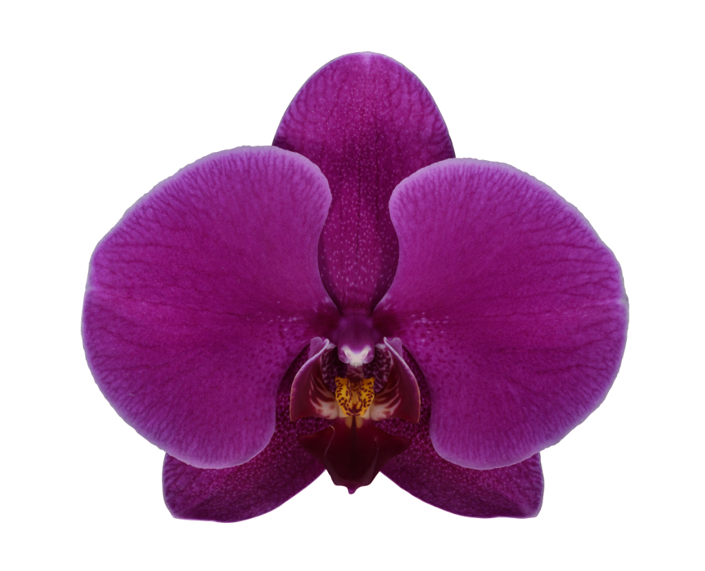 Belini