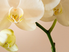 Orchidee wit