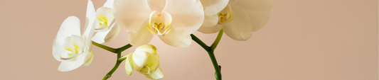 Orchidee wit
