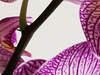 Orchidee water geven: veelgemaakte fouten en hoe ze te vermijden