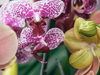Een gids door de wereld van orchidee soorten
