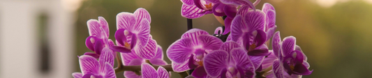 5 redenen waarom de phalaenopsis orchidee perfect is voor jouw huis