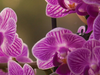 5 redenen waarom de phalaenopsis orchidee perfect is voor jouw huis