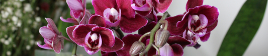 Paars roze orchidee