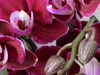 Paars roze orchidee