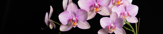 Licht paarse orchidee
