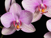 Licht paarse orchidee