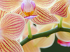 Orchidee stekken: hoe doe ik dat?