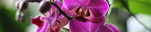 Orchidee potgrond vs. gewone potgrond: wat zijn de verschillen?