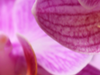 Orchidee paars