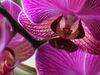 Orchidee potgrond vs. gewone potgrond: wat zijn de verschillen?