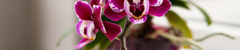 Luchtwortels van je orchidee afknippen: hoe en wanneer