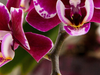luchtwortels van je orchidee afknippen: hoe en wanneer