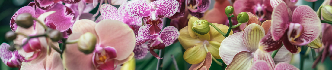 Papicco Kleurrijk en charmant: verken de verschillende orchidee kleuren - Papicco