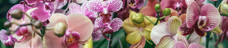 Kleurrijk en charmant: verken de verschillende orchidee kleuren