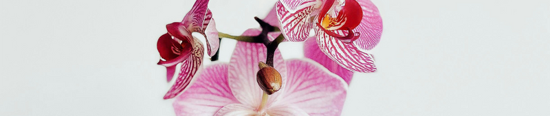 Orchidee stekken: veelvoorkomende fouten enoplossingen