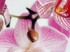 Orchidee stekken: veelvoorkomende fouten enoplossingen