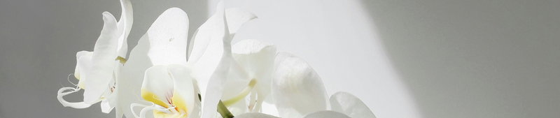 Orchidee verzorgen: praktische tips voor beginners