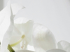 Orchidee verzorgen: praktische tips voor beginners