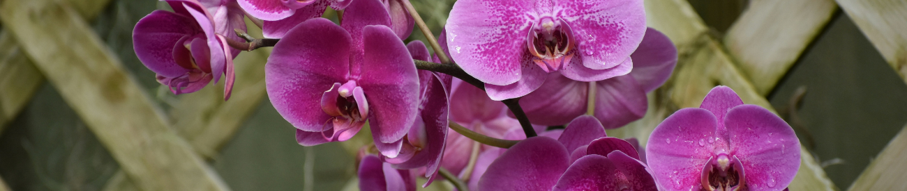 Orchidee voeding: alles wat je moet weten