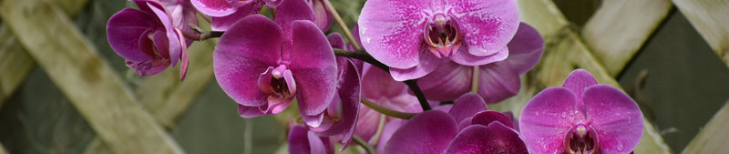 Orchidee voeding: alles wat je moet weten