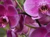 Orchidee voeding: alles wat je moet weten