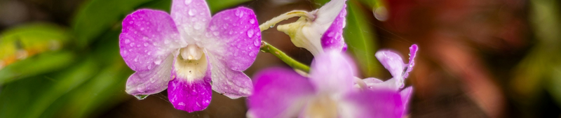 Hoe vaak moet een orchidee water krijgen?
