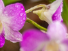 Hoe vaak moet een orchidee water krijgen?