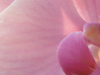 Orchidee planten: een stap-voor-stap handleiding voor beginners