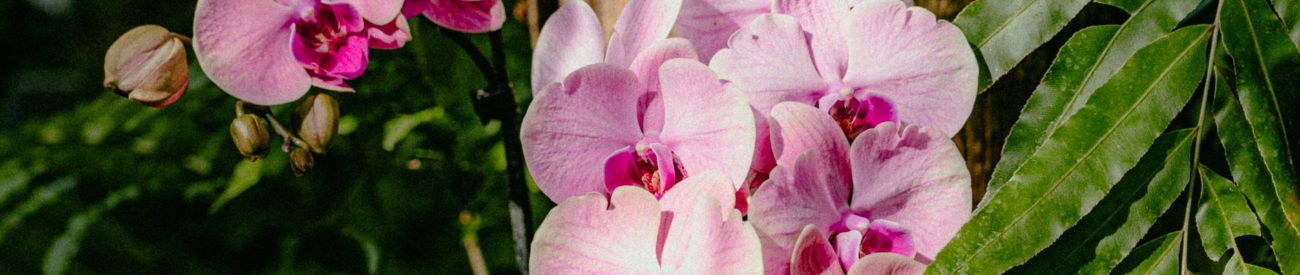 Phalaenopsis orchidee: de beste kamerplant voor elk interieur