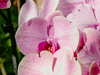 Phalaenopsis orchidee: de beste kamerplant voor elk interieur