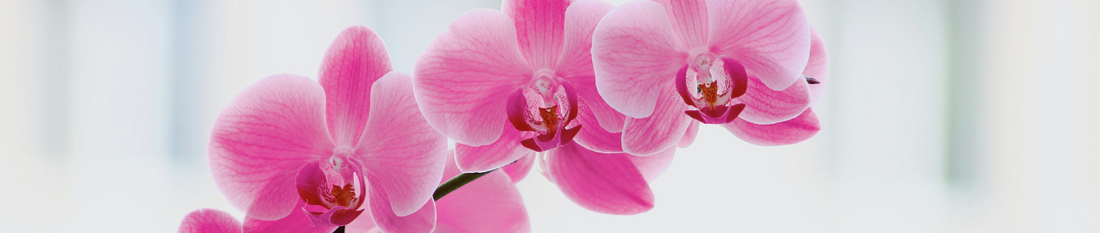 Waarom speciale orchidee potgrond belangrijk is voor gezonde planten