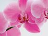 Waarom speciale orchidee potgrond belangrijk is voor gezonde planten