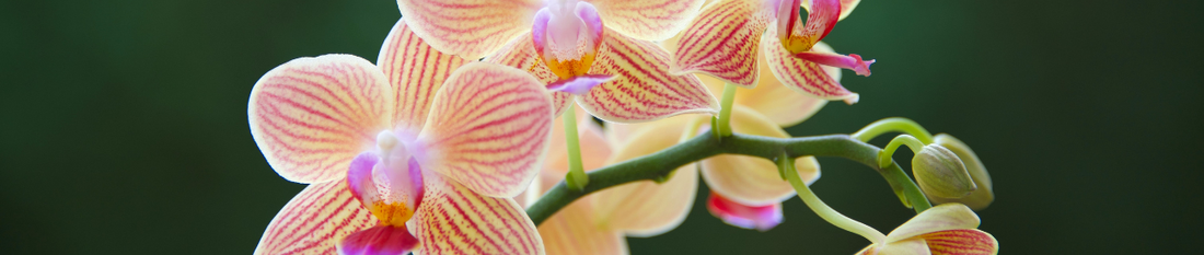Orchidee Paars