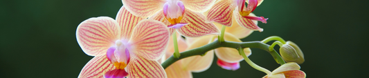 Orchidee Paars