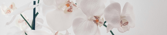 Orchidee verliest bloemen: wat zegt dit over je plantenverzorging?