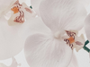 Orchidee verliest bloemen: wat zegt dit over je plantenverzorging?