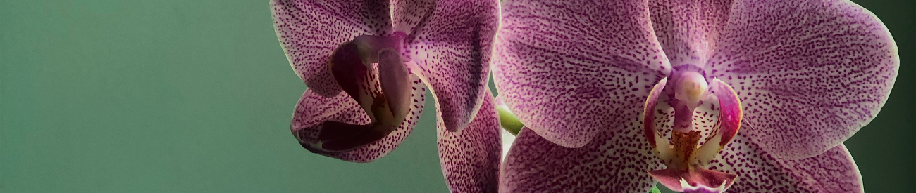 Papicco Hoe oud wordt een orchidee? Factoren die de levensduur beïnvloeden ...