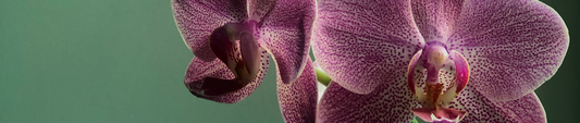Hoe oud wordt een orchidee? Factoren die de levensduur beïnvloeden