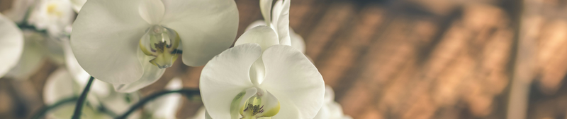 Papicco Betekenis van de orchidee: Meer dan alleen een prachtige bloem! - Papicco