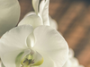 Wanneer is het de beste tijd voor het verpotten van orchideeën