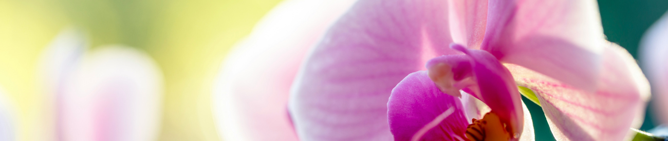 Phalaenopsis orchidee