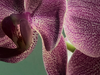 Hoe oud wordt een orchidee? Factoren die de levensduur beïnvloeden