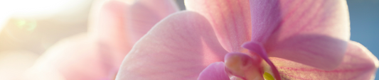 Orchidee zonlicht gids: de perfecte plek voor je orchidee