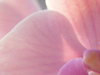 Orchidee zonlicht gids: de perfecte plek voor je orchidee
