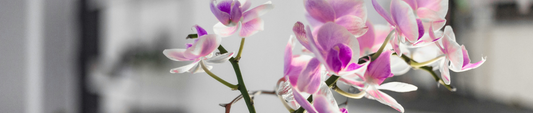 Is een orchidee giftig voor katten? Wat jij moet weten