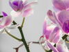 Is een orchidee giftig voor katten? Wat jij moet weten