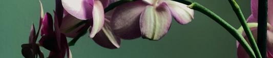 Orchidee opnieuw laten bloeien: veelgemaakte fouten
